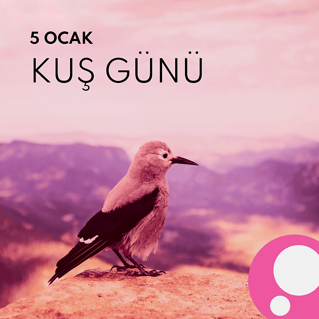 Kuş Günü: Şaşırtıcı Bilgiler